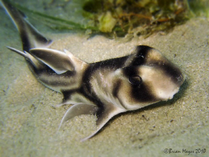 A juvenile Port Jackson Shark, resting before another ses... by Brian Mayes 
